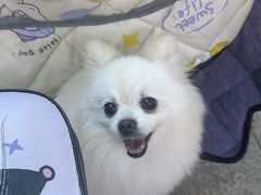 -宠颐生猫科·内科皮肤科(西平世纪城店)