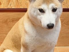 -和它·交个朋友·狗咖猫咖(爱琴海店)