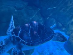 -海合安成都极地海洋公园