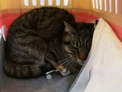 -伟伟宠物医院·瑞派猫友好医院·猫科(光谷店)