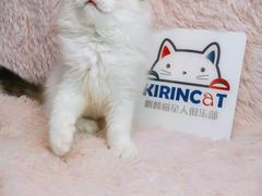 -十年猫舍·猫咪专门店(普陀店)