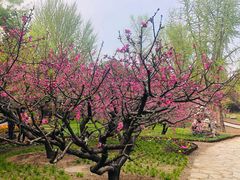 -香山公园