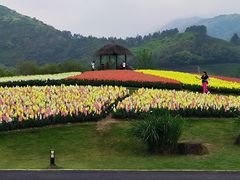 -径山花海