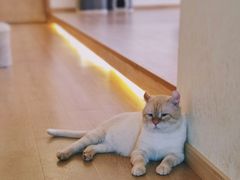 -猫腻·猫咖·撸猫馆(星光大道店)