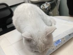 -中农大我爱我爱动物医院·核磁CT·猫病·24小时夜诊中心(石佛营店)