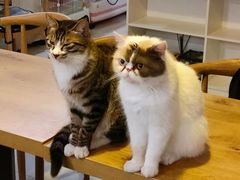 -平行世界·猫咖(首经贸店)