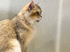 -藏猫猫咖啡主题馆(中央大道店)