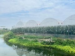 -马陆小张葡萄园农家乐