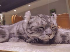 -藏猫猫咖啡主题馆(中央大道店)