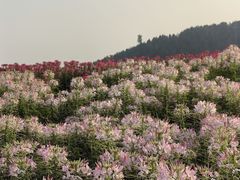 -径山花海