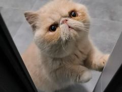 -安安宠医宠物医院·异宠·犬猫内科(岳阳分院)