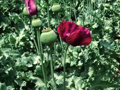 -国家植物园南园