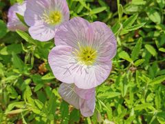 -贡湖湾湿地公园