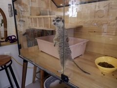 -平行世界·猫咖(首经贸店)