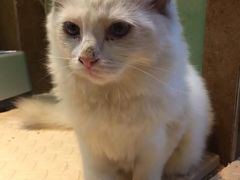 -李小姐の猫咖啡馆(五角场店)