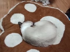-李小姐の猫咖啡馆(五角场店)