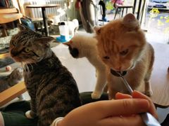 -平行世界·猫咖(首经贸店)