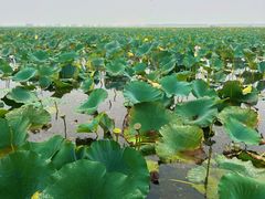-滕州微山湖红荷湿地景区