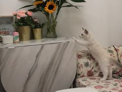 -Bastet sally猫舍购宠(静安店)