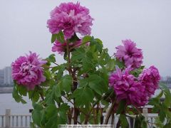 -吃户(玫瑰湾花园店)