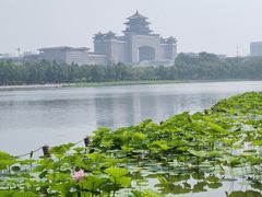 -莲花池公园