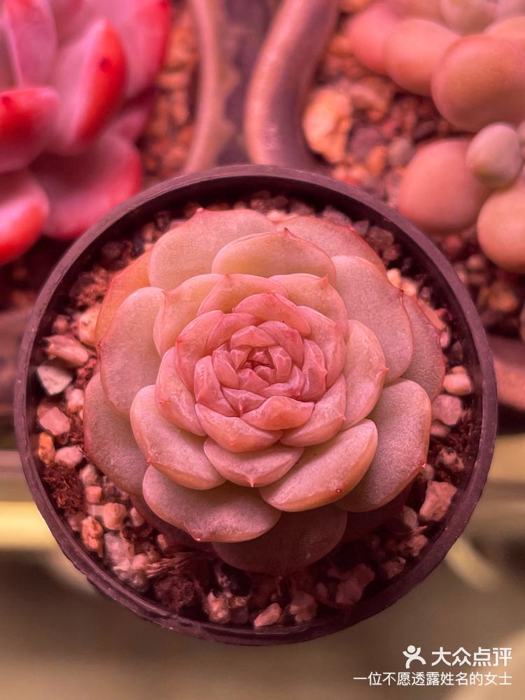 阳台党养多肉-大众点评