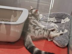 -babydoll猫舍·米努特·德文·缅因(久光中心店)
