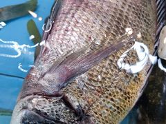 立鱼-杨梅坑渔村海鲜餐厅