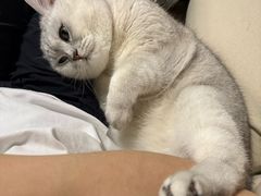 -瑞派申生动物医院·24H夜诊·国际动物医疗中心·骨外科(吴中路店)