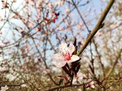 -清凉寺