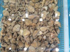 -港畔赶海蒸汽海鲜烧烤自助(仙螺岛店)