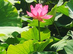 -莲花池公园