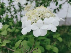 -何园
