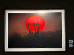 -罗红摄影艺术馆