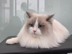 -爱洗澡的猫(望京店)
