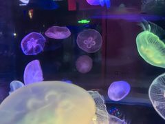 -太平洋海底世界