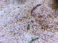-迪拜水族馆及水下动物园