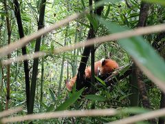 -成都大熊猫繁育研究基地