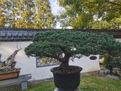 -上海醉白池公园
