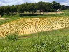 -光明小镇欢乐田园