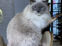 -豆逗聊愈猫阁Easy Life