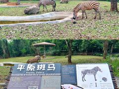 -海南热带野生动植物园