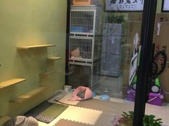 -东方名猫馆·英短金渐层布偶猫舍(环线广场1号楼店)