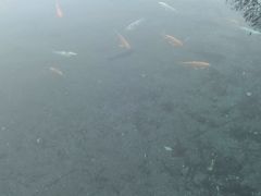 -芙蓉街-王府池子