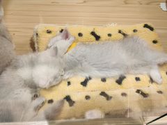 -屋虎猫馆(宝安大仟里店)