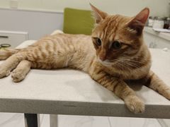 -艾吉宠物医院·疑难杂症转诊中心·猫友好(碧江路院)