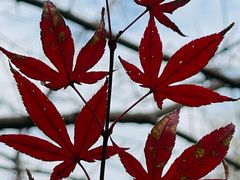 -花开海上生态园