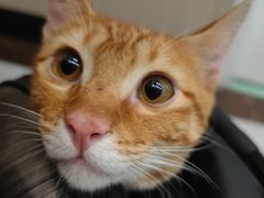 -瑞派宠物医院(搏威敦和院)