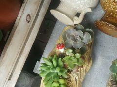 -武汉花鸟市场