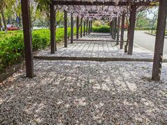 -嘉定紫藤园